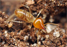 Termite.jpg