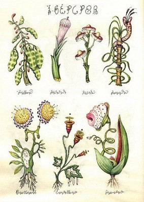 CodexSeraphinianus02.jpg