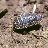 Wood louse.jpg